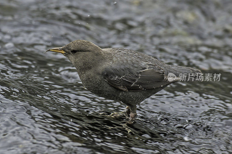 美国北斗七星(Cinclus mexicanus)，也被称为水乌泽，在黄石国家公园发现。在河里捕食小昆虫。